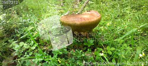 Image of panorama of  huge forest mushroom