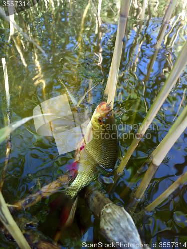 Image of summer lake fishing Rudd fish