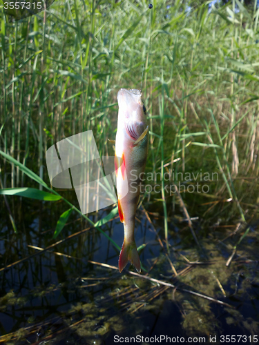 Image of perch fishing river freshwater fish