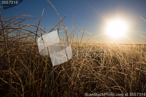 Image of frosty morning on the high marsh