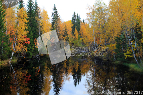 Image of yellow leaves on the salmon river