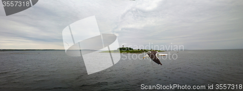 Image of hite sea with the island and flying Seagull  panoramic