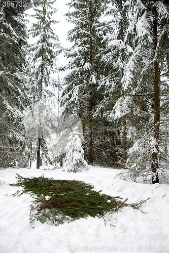 Image of Spruce Branch Tent Base