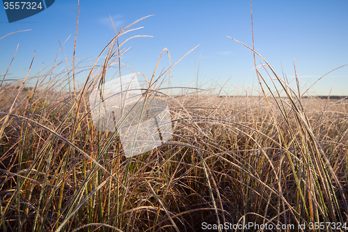 Image of frosty morning on the high marsh