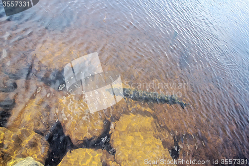 Image of pike fishing big Northern fish