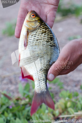 Image of summer lake fishing Rudd fish