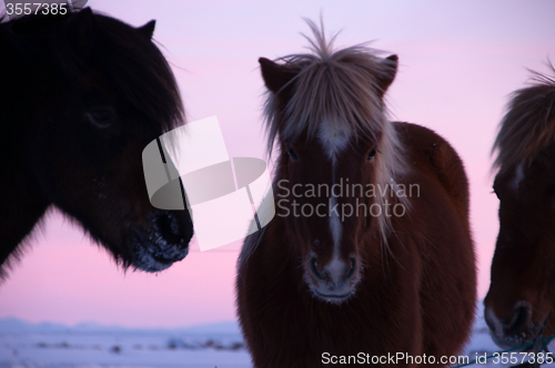 Image of Ponys at Valley Haukadalur, Iceland