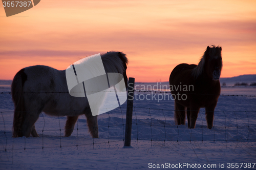 Image of Ponys at Valley Haukadalur, Iceland