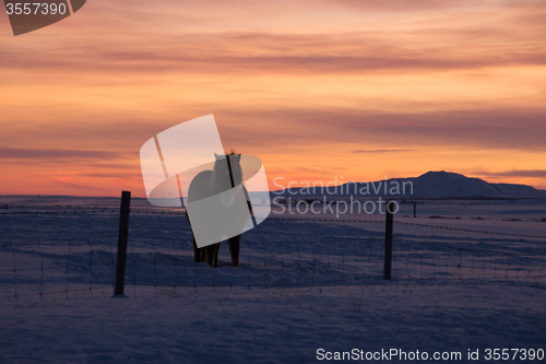 Image of Ponys at Valley Haukadalur, Iceland