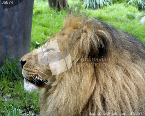 Image of Lion