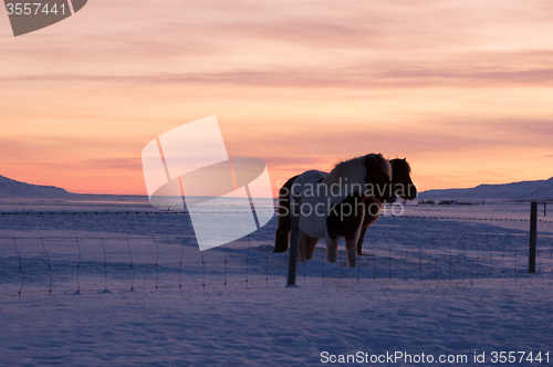 Image of Ponys at Valley Haukadalur, Iceland