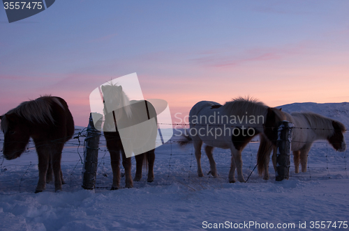 Image of Ponys at Valley Haukadalur, Iceland