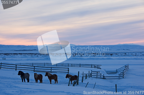 Image of Haukadalur Valley, Iceland
