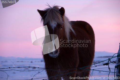 Image of Ponys at Valley Haukadalur, Iceland