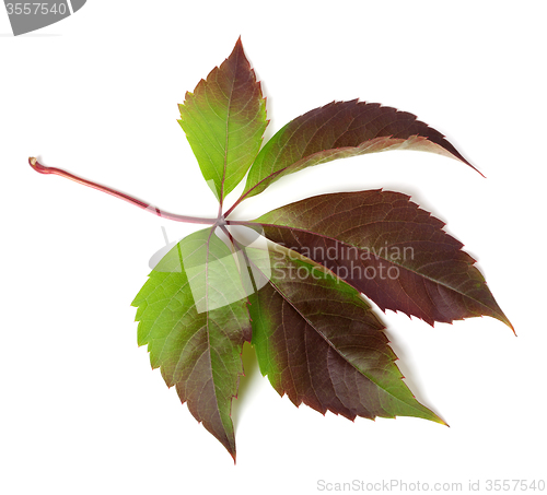 Image of Autumnal multicolor grapes leaf (Parthenocissus quinquefolia fol