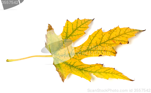 Image of Autumn leaf on white background