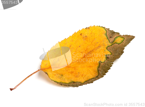 Image of Autumn leaf on white background