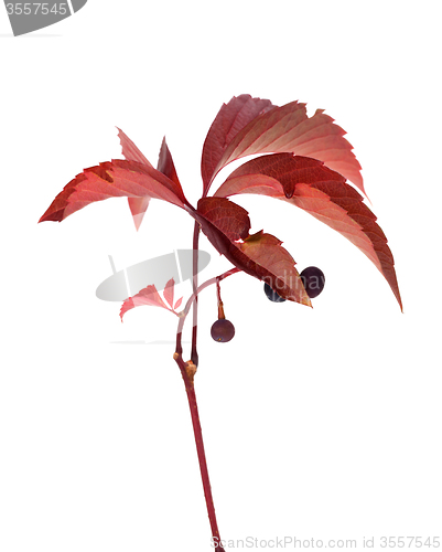Image of Twig of autumn grapes leaves with berry