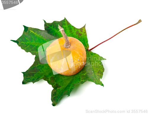 Image of Decorative small pumpkin on green maple-leaf