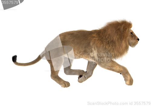 Image of Male Lion