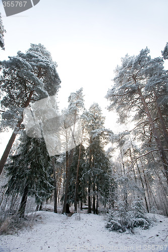 Image of Winter Forest