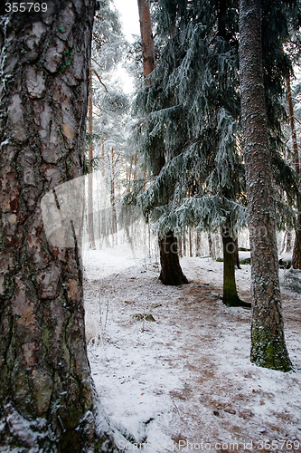Image of Winter Forest