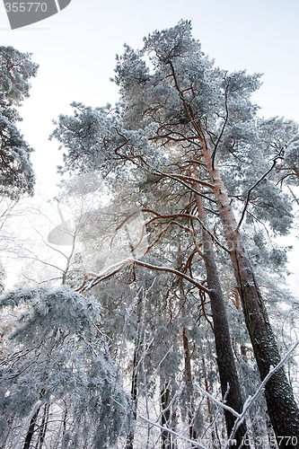 Image of Winter Forest