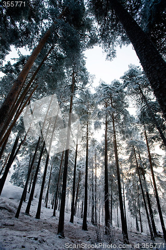 Image of Winter Forest