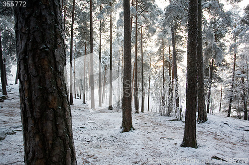 Image of Winter Frost