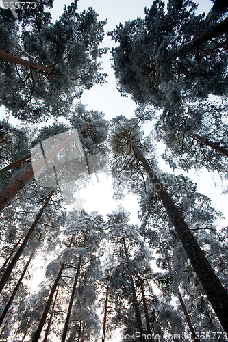 Image of Winter Frost