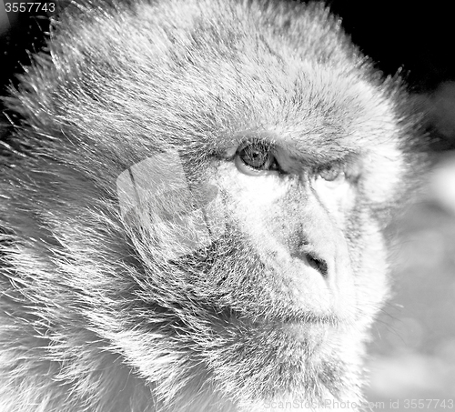 Image of   in africa morocco and natural background fauna  