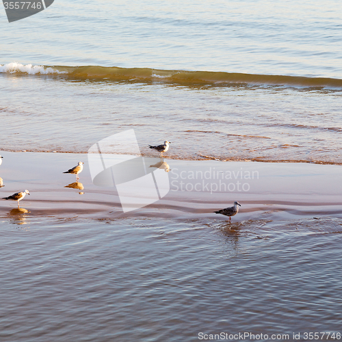 Image of abstract in morocco  sea africa ocean wave and  bird