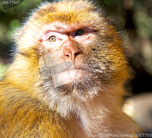Image of old monkey in africa morocco and natural background fauna close 