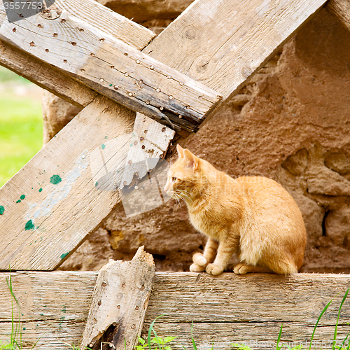 Image of feline in morocco africa and sweet face
