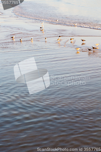 Image of abstract in   sea africa n wave     and  bird