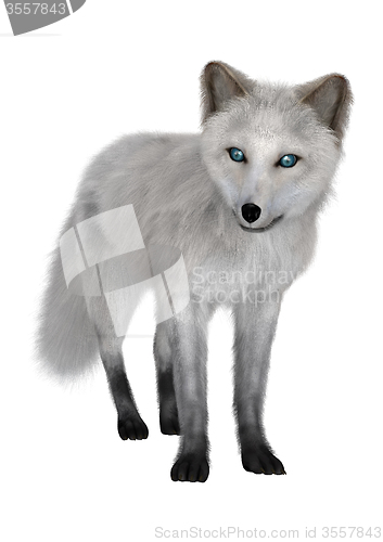 Image of Arctic Fox