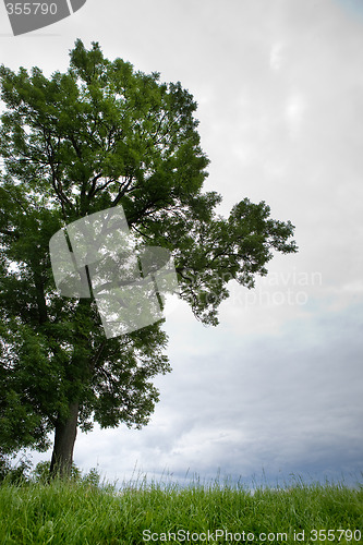 Image of Tree in Horizon