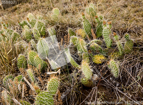 Image of Prairie Cactus Background