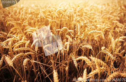 Image of field of ripening wheat ears or rye spikes