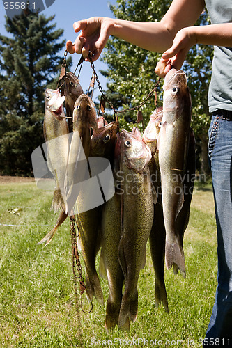 Image of Fresh Catch