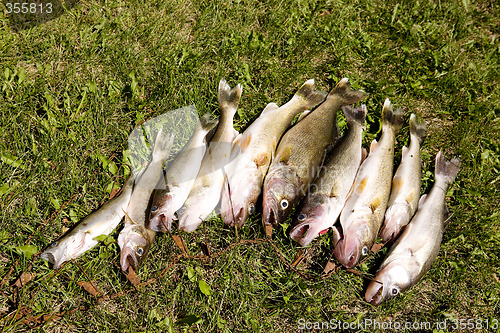 Image of Fresh Fish