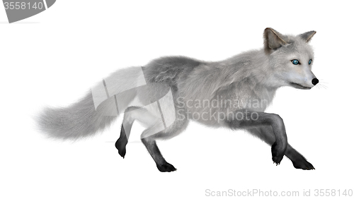 Image of Arctic Fox