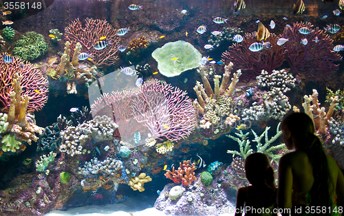 Image of Aquarium