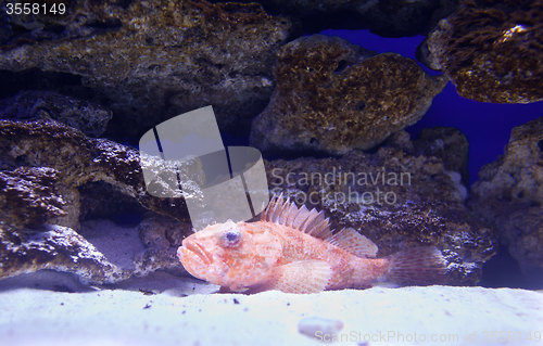 Image of Grouper in aquarium