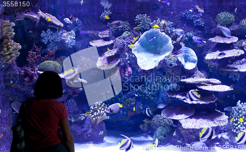 Image of Aquarium