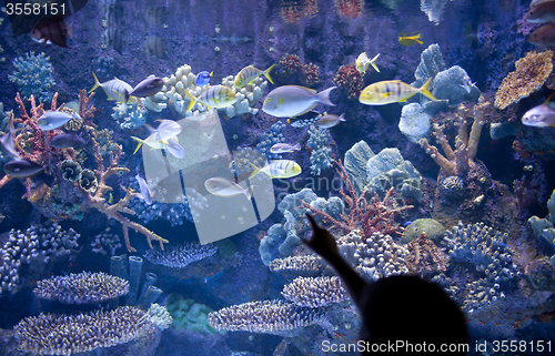 Image of Aquarium