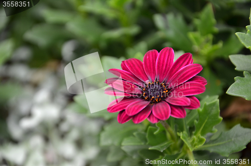 Image of Chrysanthemum flower