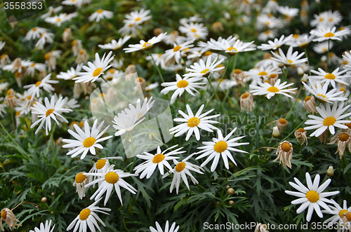 Image of Marguerite daisies