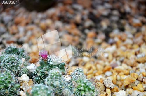 Image of Cereus monstrose cactus