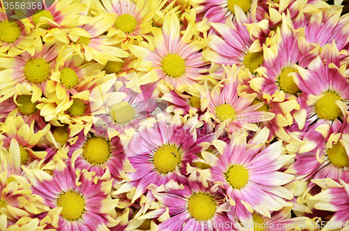 Image of Beautiful of Chrysanthemum flowers